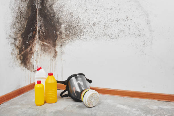 Home Mold Removal in Alexander, AR