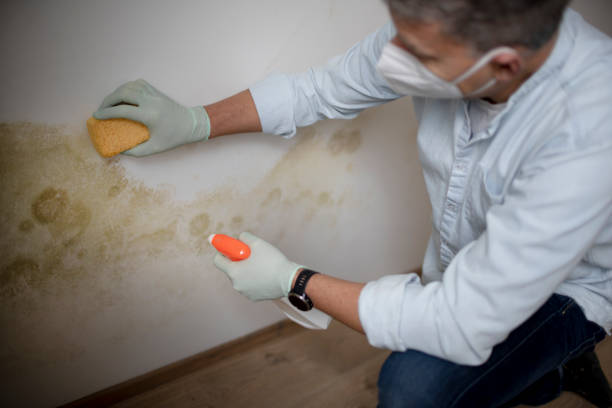 Best Office Mold Removal Services  in Alexander, AR
