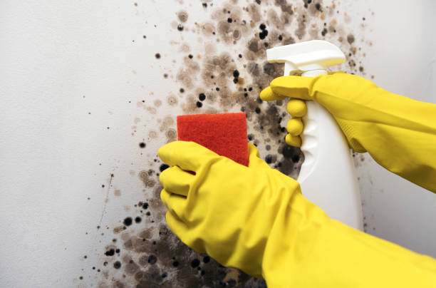 Office Mold Removal Services in Alexander, AR