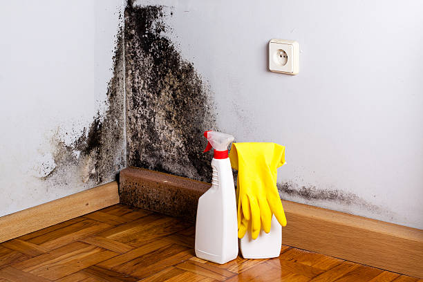 Best Certified Mold Removal  in Alexander, AR